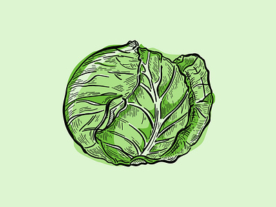 Lettuce Illustration