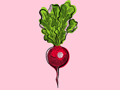 Radish Vegetable Illustration