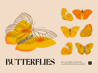 Butterflies illustrations