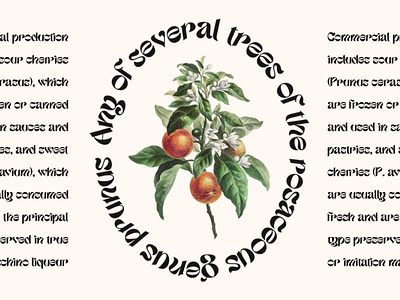 Etnyca - Stylish Serif Typeface instagram