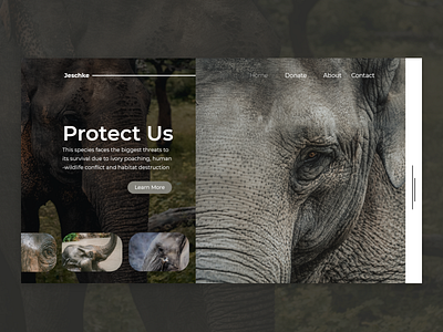 Jeschke for Elephant adobexd animal design elephant ui ux web website design