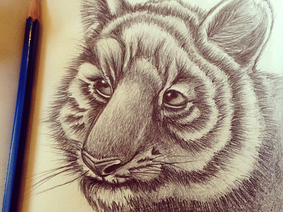 Tiger moleskin pencil sketch