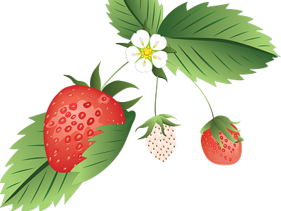 Strawberries design illustration vector
