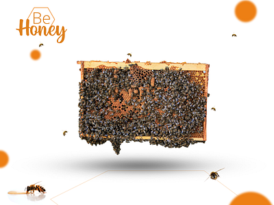 Be Honey - Poster and Identity Design banner banner design brand identity brand identity design branding design graphic design poster poster design social media banner social media poster social media poster design visual design