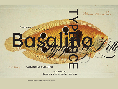 Basalino Typeface design font type typeface typography