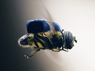 Worker Bee • Photo Manipulation animal bee blue bright colorfull creative design digital edited editorial illustration manipulation nature photo photoshop retouch work yellow