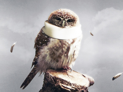 OWL - Photo Manipularion / Digital Art