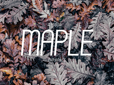 Maple typeface