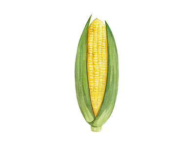 Corn - Day #003 corn illustration vegetable watercolor