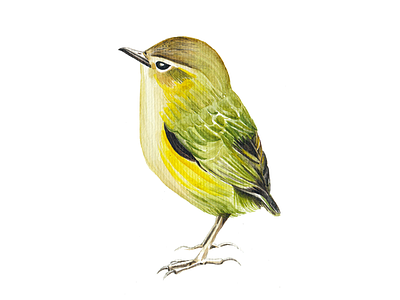 NZ bird - Day #010 bird illustration watercolor watercolour