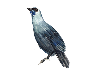 Kokako - Day #012 animal bird illustration kokako watercolor watercolour