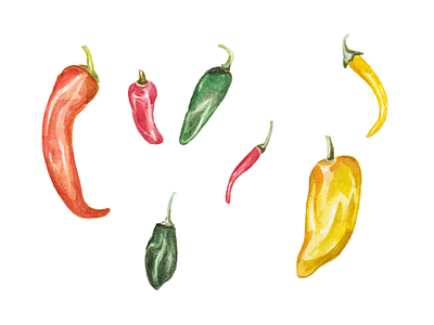 Chilli - Day #019 chilly illustration vegetable watercolor watercolour