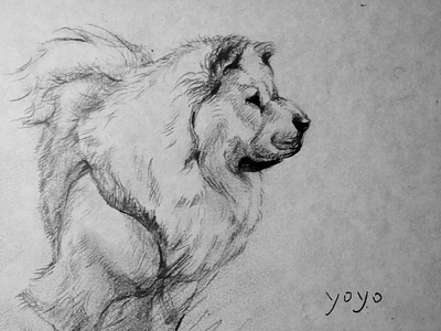 Yoyo dog drawing