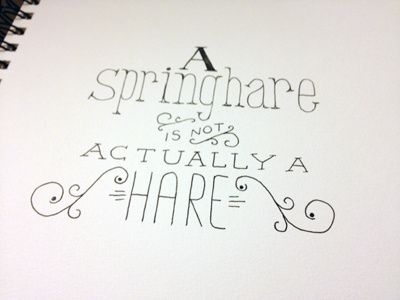 Springhare design fun facts hand lettering ink pen sketchbook typography
