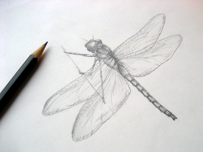 #2 Dragonfly dragonfly drawing freehand illustration insect pencil sketch