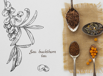 sea buckthorn art berries dribble hand drawn illustration ink inspiration lines package paper pen pen and ink pencil plant scetch tea texture