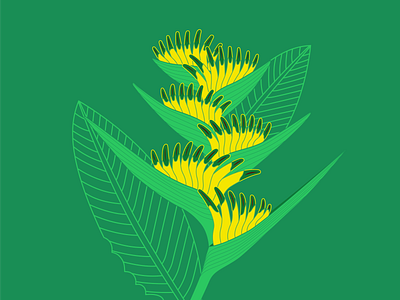 exotic plant flat illustration green heliconia illustration plants vector