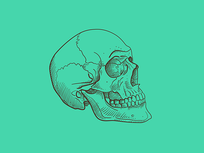 Skull on Shamrock anatomy brush contour cross hatching hatching illustration pen pen and ink shamrock skull teal vintage