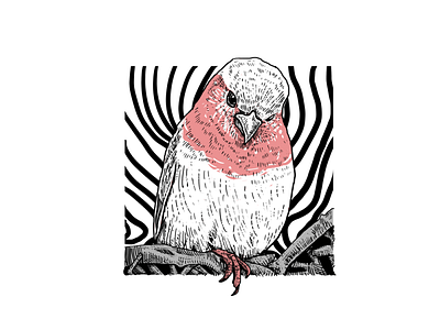 Sparrow design graphic design illustration