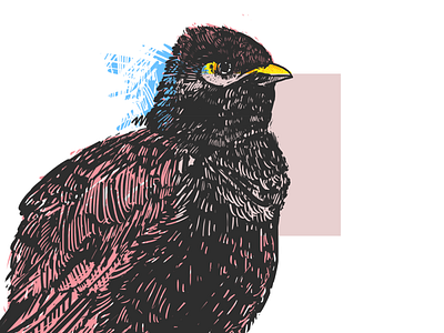 Myna design graphic design illustration