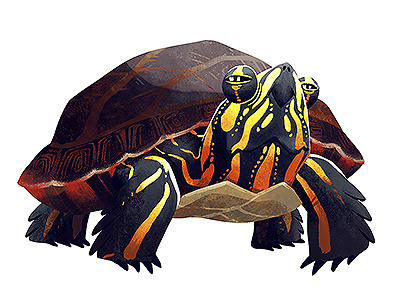 Eastern Painted Turtle animal illustration nature reptile turtle wildlife