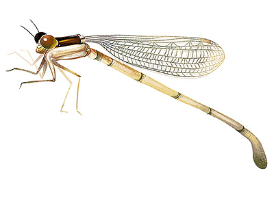 Slender Spreadwing bug damselfly illustration insect nature wildlife