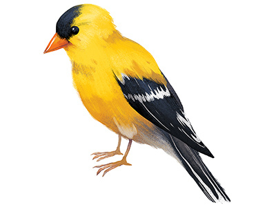 American Goldfinch animal bird goldfinch illustration nature wildlife