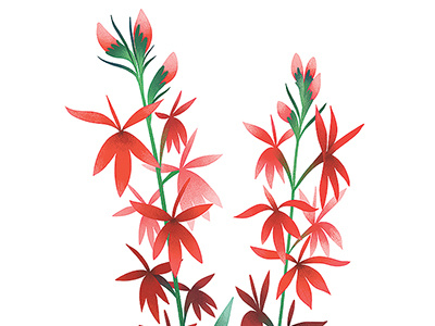 Cardinal Flower botanical cardinal flower floral flower illustration nature plants