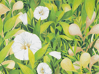 Bindweed botanical colored pencils drawing floral flowers illustration nature plants traditional