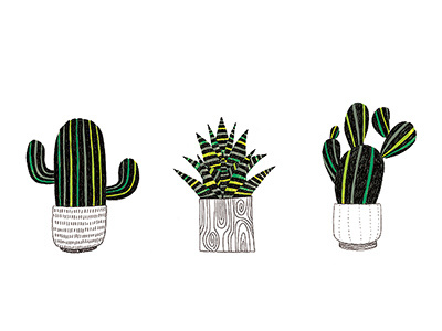 Cactus Trio cacti cactus drawing green haworthia houseplant ink succulent succulents