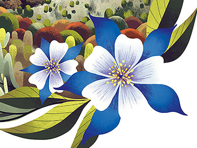 Rocky Mountain Columbine botanical columbine floral flower illustration nature plants