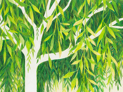 Green Willow colored pencil drawing foliage green illustration leaves nature plants prismacolor traditional tree