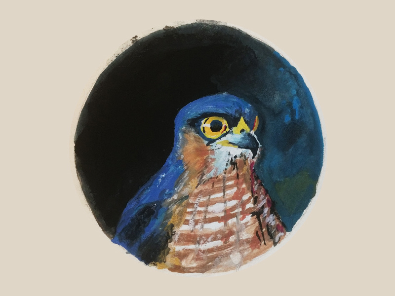 Eurasian Sparrowhawk jna soko sparrowhawk gouache gouachepainting uiux illustration airforce nature balkans yugoslavia