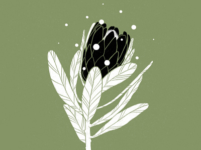 Protea Illustration botanical illustration illustrator nature procreate