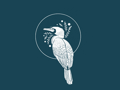 Cormorant illustration bird bird illustration botanical cormorant digital illustration dutch procreate