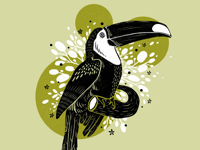 Toucan bird illustration digital art procreate