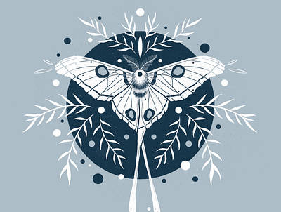 Comet Moth illustration illustrator nature procreate