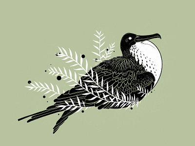 Magnificent Frigatebird bird illustration botanical digital art digital drawing digital illustration illustration illustrator print procreate