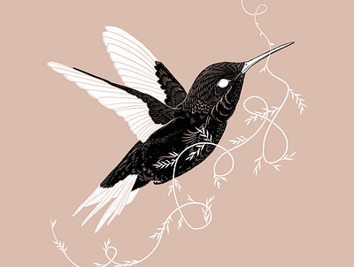 Botanical Hummingbird bird illustration illustration illustrator procreate