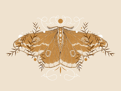 Emperor Moth botanical design digital drawing digital illustration emperor moth illustration illustrator insect moth nature procreate