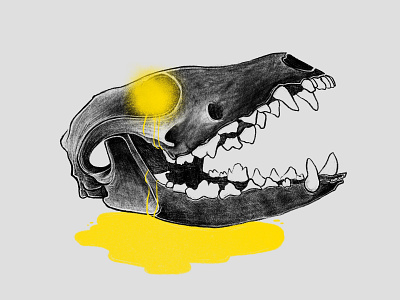 Fox Skull illustration digital drawing fox fox skull illustration illustrator nature procreate procreate app skull skull illustration taxidermy