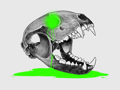 Bobcat Skull Illustration bobcat bobcat skull digital drawing fluor illustration illustrator neon procreate skull taxidermy
