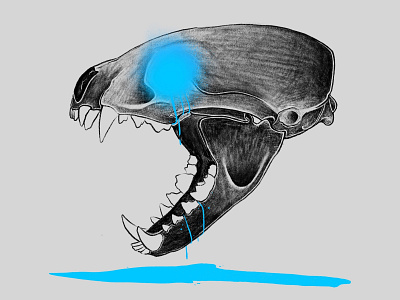 Badger Skull Illustration badger badger skull digital drawing fluor illustration illustrator neon procreate skull taxidermy
