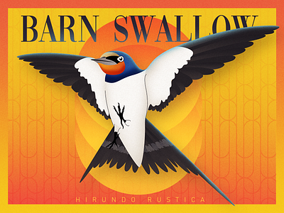 Barn swallow bird flight illustration spring warm wings