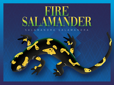 Fire Salamander animals black illustration reptile salamander wild yellow