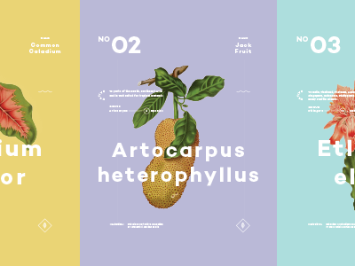 Plants color layout minimal plants poster series type typography
