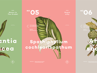 Plants (Pt.02) botany color layout minimal plants poster series type typography