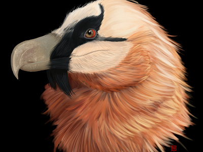 Bearded Vulture animal bearded vulture concept art creative digitalart illustration