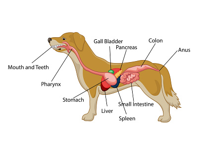 Anatomy of the dog anatomical anatomy animal body canine cartoon clinic dog domestic illustration internal mammal medical medicine organ pet science system veterinarian veterinary