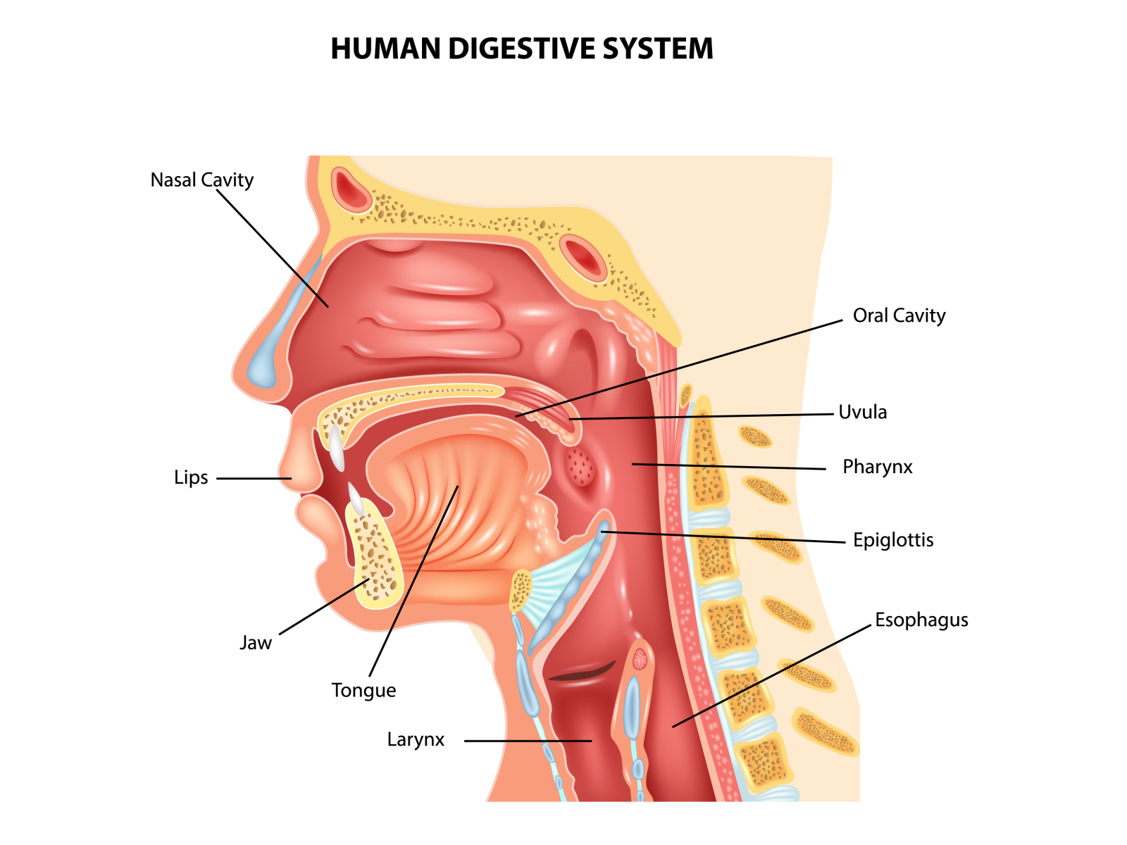 Anatomy Of Human Body By Tigatelu On Dribbble